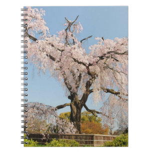 Carnet Japon, Kyoto. Cerisier pleureur sous un ciel bleu