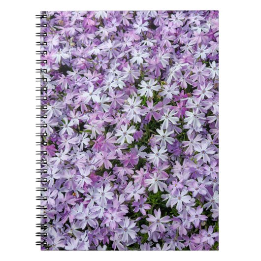 Carnet Jardin de Phlox Pourpre (Devant)