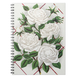 Carnet Jardin de rose blanche victorienne grimpante antiq