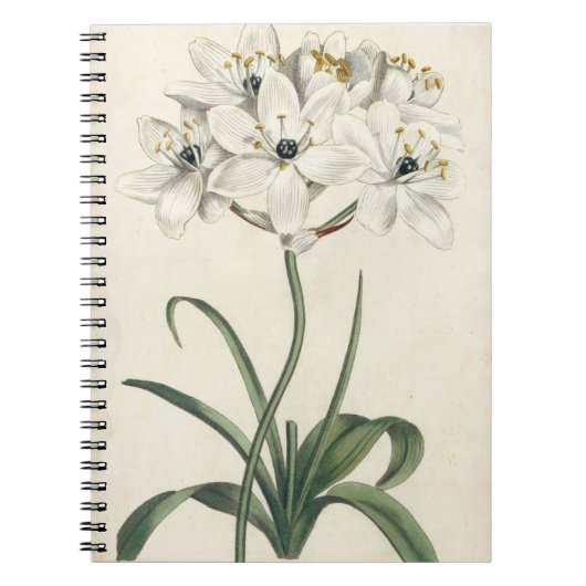 Carnet Jardin d'ivoire (Devant)