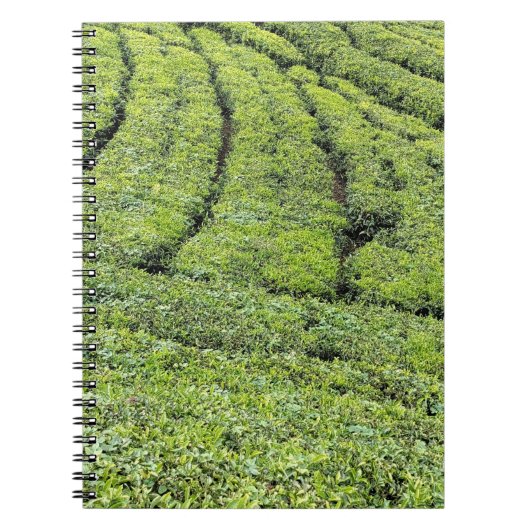 Carnet Jardins de thé de Munnar sur (Devant)