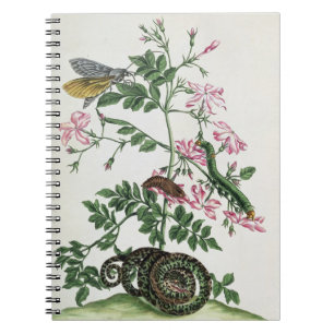 Carnet Jasmin : avec le serpent, la mite, le caterpiller