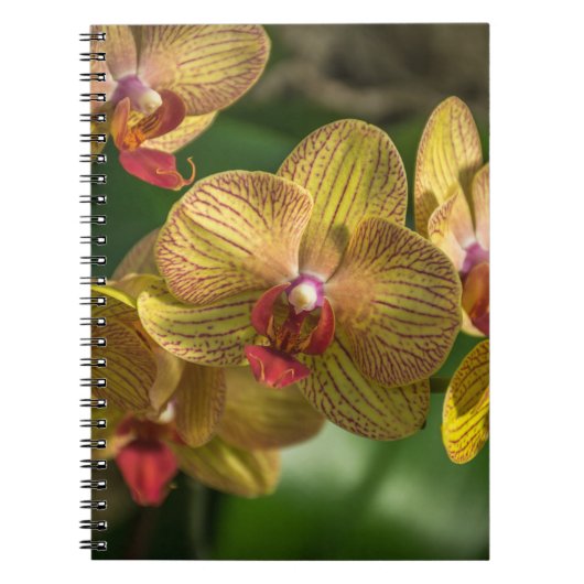 Carnet jaune d'orchidées (Devant)