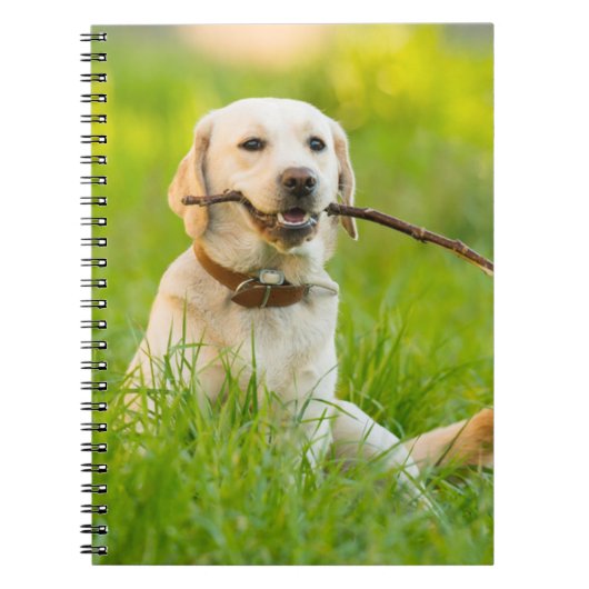 Carnet Jaune Labrador Joue Récupérer Avec Bâton (Devant)