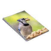 Carnet Jay bleu avec arachide (Côté Droit)