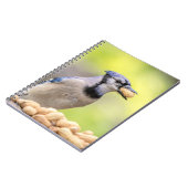 Carnet Jay bleu avec arachide (Côté gauche)