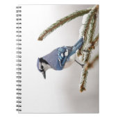 Carnet Jay bleu en hiver (Devant)