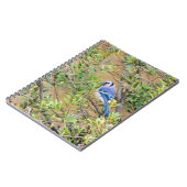 Carnet Jay bleu sur le myrte de cire (Côté gauche)