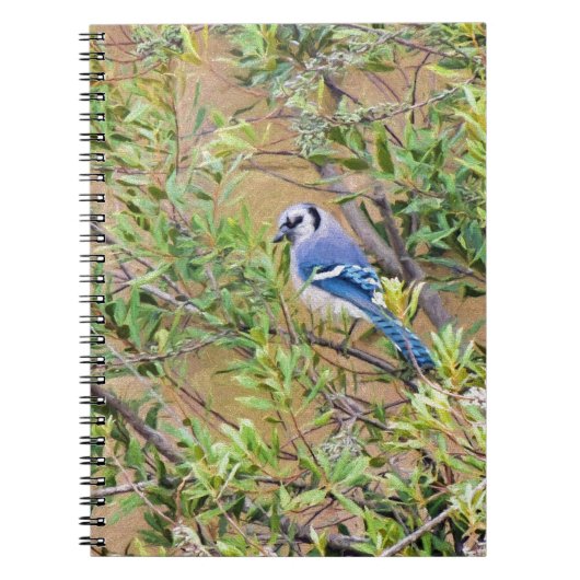 Carnet Jay bleu sur le myrte de cire (Devant)