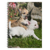 Carnet Jeu de chiot de chiwawa (Devant)