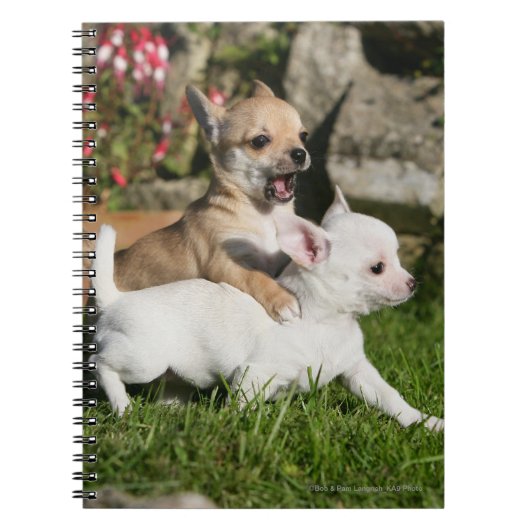 Carnet Jeu de chiot de chiwawa (Devant)
