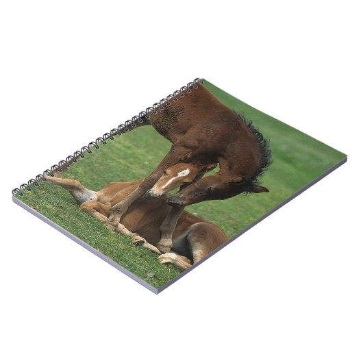 Carnet Jeu de poulains de Morgan (Côté gauche)