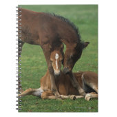 Carnet Jeu de poulains de Morgan (Devant)