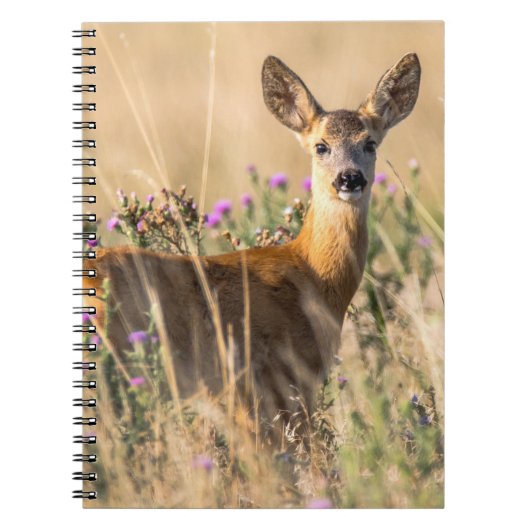 Carnet Jeune chevreuil dans une prairie (Devant)