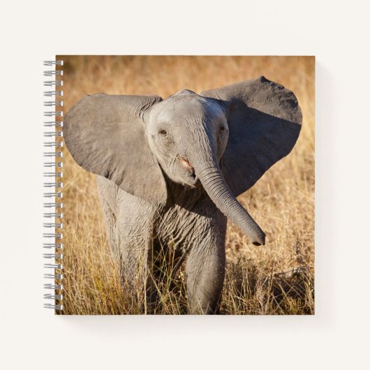 Carnet Jeune éléphant de brousse (Devant)