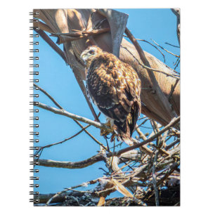 Carnet Jeune faucon en observation silencieuse Art de pho