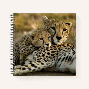 Carnet Jeune guépard câlinant sa mère