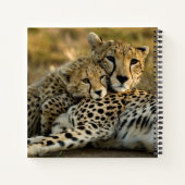 Carnet Jeune guépard câlinant sa mère (Dos)