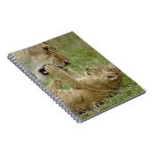 Carnet Jeune lion jouant (Côté Droit)