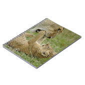 Carnet Jeune lion jouant (Côté gauche)