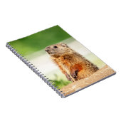 Carnet Jeune marmotte (Côté Droit)