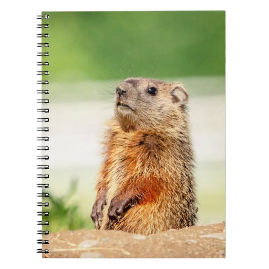Carnet Jeune marmotte (Devant)
