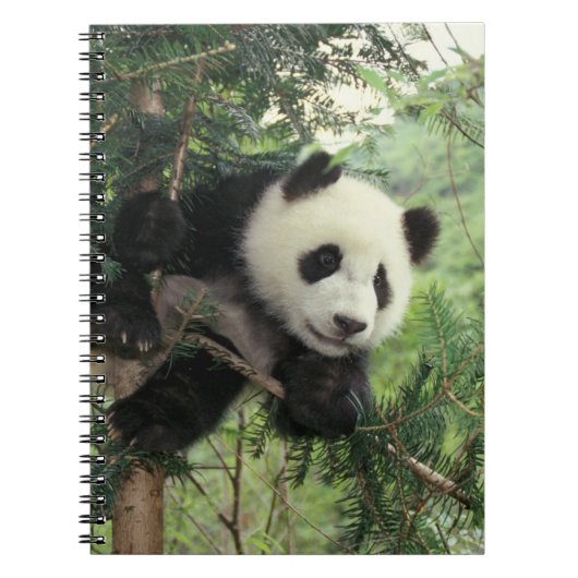 Carnet Jeune panda géant grimpe à un arbre, vallée de Wol (Devant)