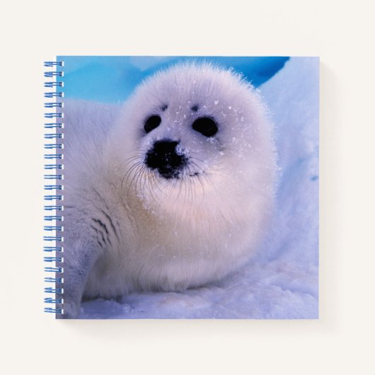 Carnet Jeune phoque à harpe couvert de flocons de neige (Devant)