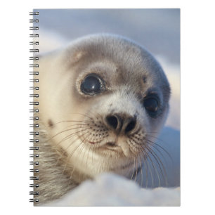 Carnet Jeune phoque de harpé