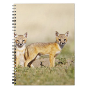 Carnet Jeune Renard véloce (Vulpes macrotis) au terrier,