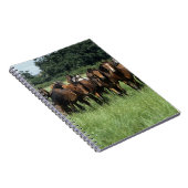 Carnet Jeunes de pur sang (Côté Droit)