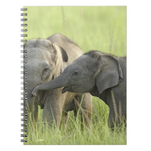 Carnet Jeunes éléphants d'Inde / d'Asie