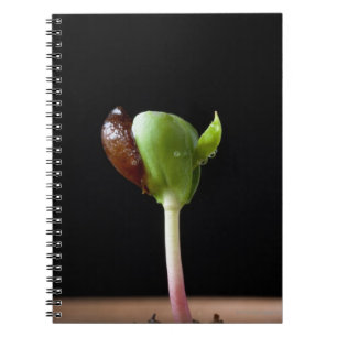 Carnet Jeunes plantes d'Apple avec la coquille de graine