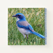 Carnet Joli Blue Scrub Jay Bird Photo (Dos)