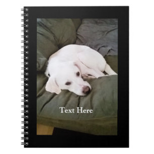 Carnet Joli Labrador Retriever Mélange Blanc Fatigué Chio