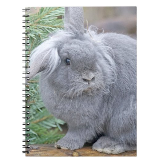 Carnet Joli lapin gris (Devant)