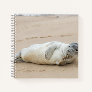 Carnet Jolie Pose de phoque sur une plage