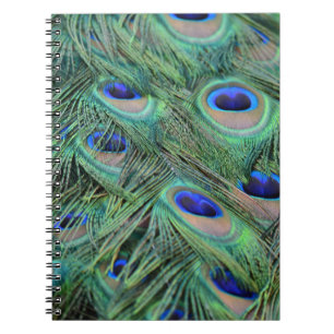 Carnet Jolies plumes de paon