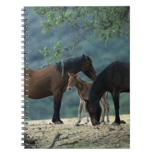 Carnet Jument et poulain sauvages de mustang