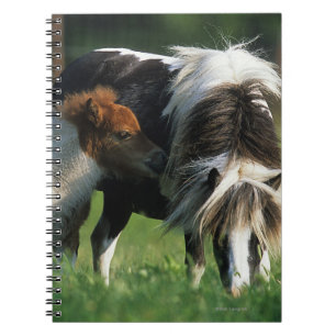 Carnet Jument et poulains miniatures 2