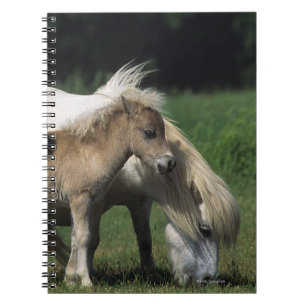 Carnet Jument et poulains miniatures 3