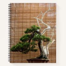 Juniper chinois Bonsai Tree Photo