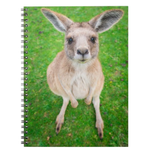 Carnet Kangourou de bébé des images | de Getty (Devant)