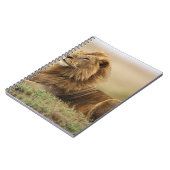 Carnet Kenya, Masai Mara | Lion mâle (Côté gauche)