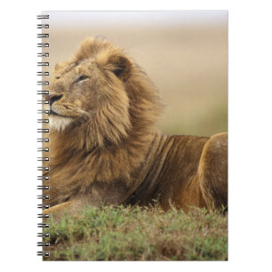 Carnet Kenya, Masai Mara Lion mâle
