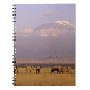 Carnet Kenya : parc national d'Amboseli, Éléphants