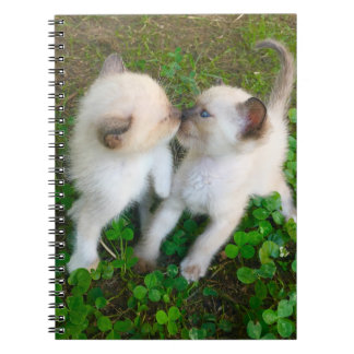 Carnet kissing kittens in clover