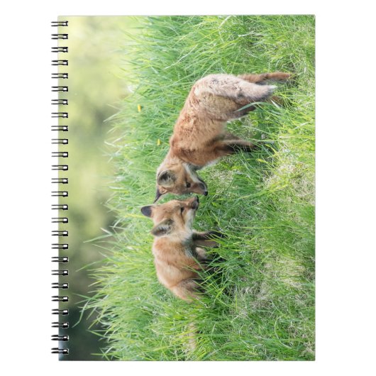 Carnet Kits Red Fox (Devant)