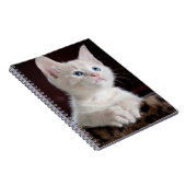 Carnet Kitten blanc vulnérable (Côté Droit)