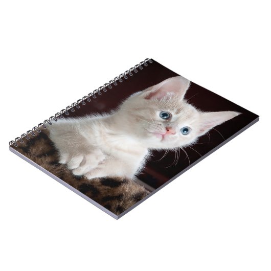 Carnet Kitten blanc vulnérable (Côté gauche)